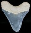 Serrated Bone Valley Megalodon Tooth #18433-1